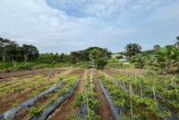 Yonif 141/AYJP Dukung Program Ketahanan Pangan dengan Urban Farming