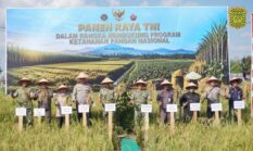 Kejati Kalbar Hadiri Panen Raya Ketahanan Pangan TNI