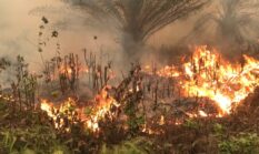 Prabowo Perintahkan Strategi Baru Hadapi Karhutla Sumatra, Sumur Bor hingga Tim Khusus TNI